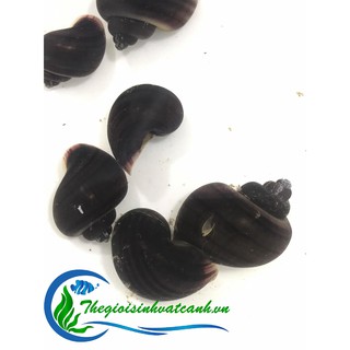 Ốc táo tím