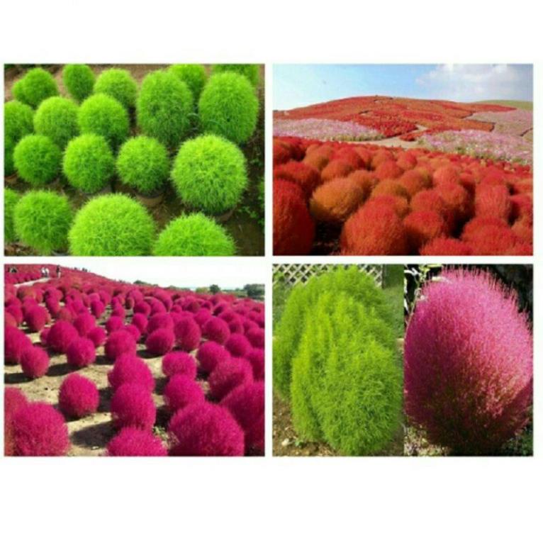 100 hạt giống cỏ đổi màu