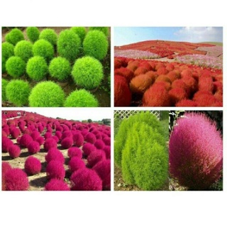 100 hạt giống cỏ đổi màu