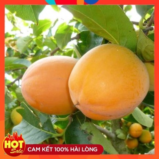 Cây Giống Hồng Nhân Hậu ( 3 Cây ) Hồng Đỏ Cây Ghép Nhanh Cho Quả