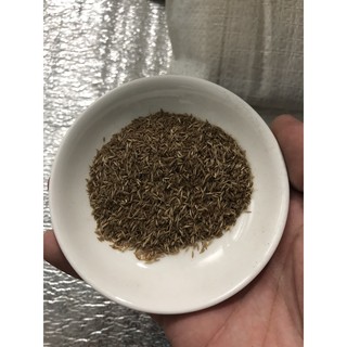 Hạt Giống Cỏ đuôi thỏ 100 Hạt/ Gói