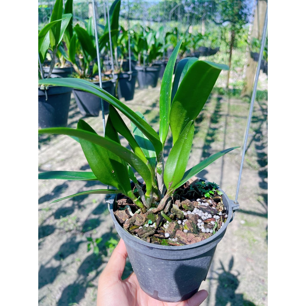 Catleya mini tím chậu trưởng thành
