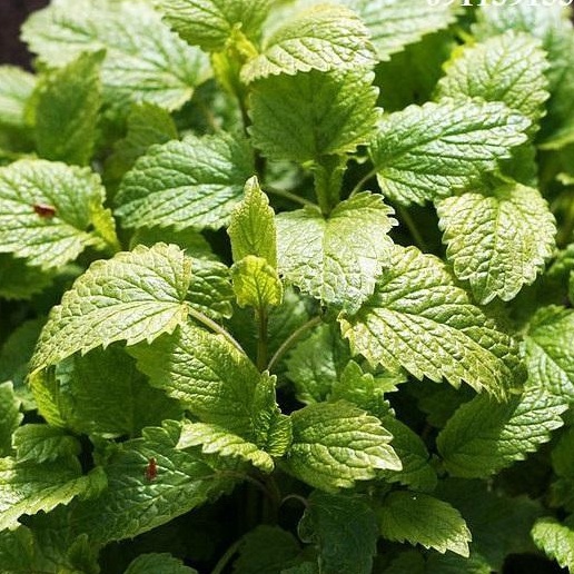 Hạt Giống Bạc Hà Chanh (LEMON BALM 601) 1gr