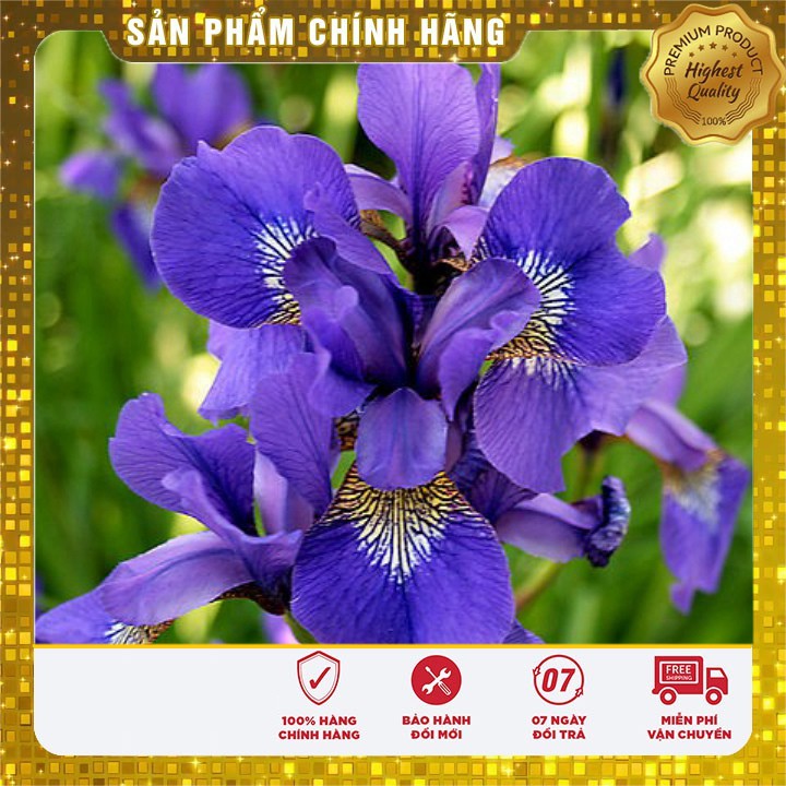 Hạt giống hoa Diên vĩ xanh (Iris xanh)