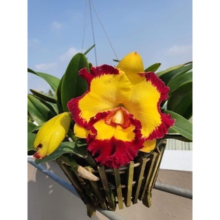 Hoa lan catt vua cương sơn giống