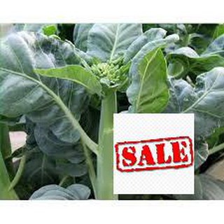 5gr hạt giống cải làn hoa vàng SALE