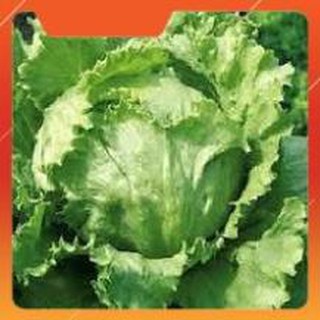 Hạt giống xà lách MỸ