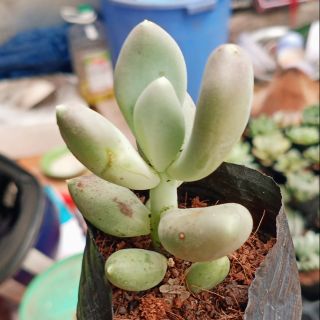 Sen đá sỏi trắng