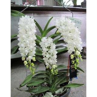 Hoa lan bạch nhạn ( cây to 40cm)+ 700g phân thỏ hữu cơ