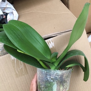 Lan hồ điệp Khủng long đang ngồng - 10 Màu hoa lạ