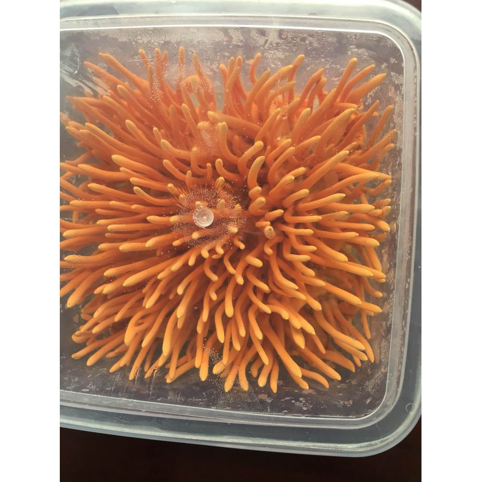 5 hộp Đông trùng hạ thảo tươi 180gr giao hàng toàn quốc [ chính hãng ] freeship toàn quốc bảo hành 1đổi 1 | BigBuy360 - bigbuy360.vn