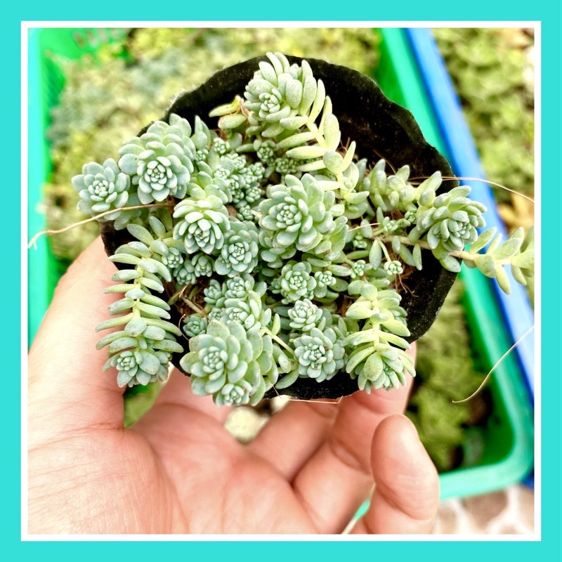 SEN ĐÁ SEDUM HOA HỒNG FREESHIP  ĐÃ THUẦN XỨ NÓNG SIU CUTE CHUẨN SIZE BẦU