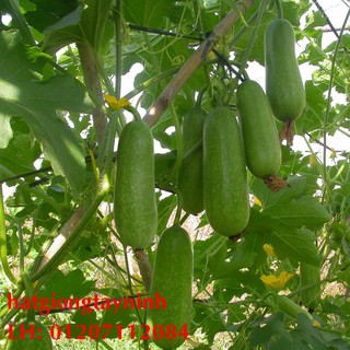 Hạt giống bí đau chanh gói nhỏ