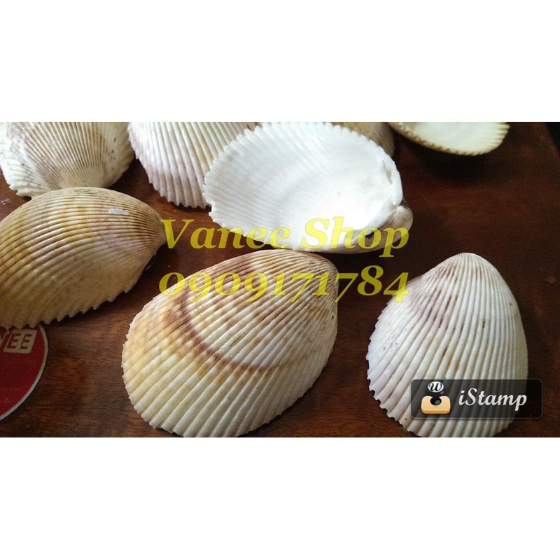 Vỏ sò dương 100gr