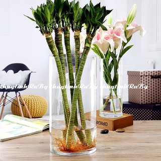 Bình Bông Lọ Hoa Thủy Tinh Trang Trí D15*30, Bình Cắm Hoa Thủy Tinh Trụ, Lọ Hoa Hình Trụ