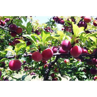 Cây giống mận tam hoa