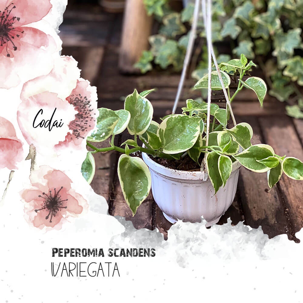 Cây Peperomia scandens Variegata (Cây Cupid) chậu treo bí ngô