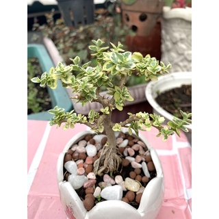 Sam hương mini