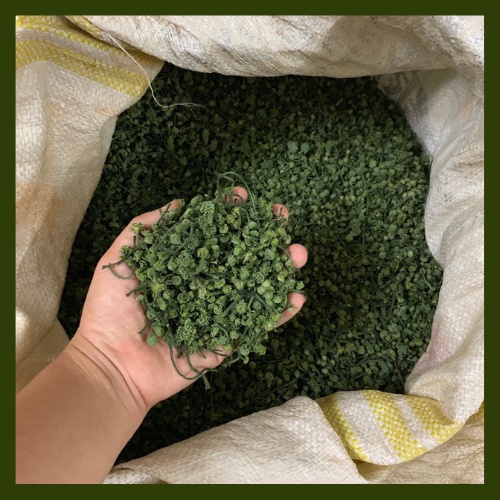 NỤ HOA TAM THẤT 100gr