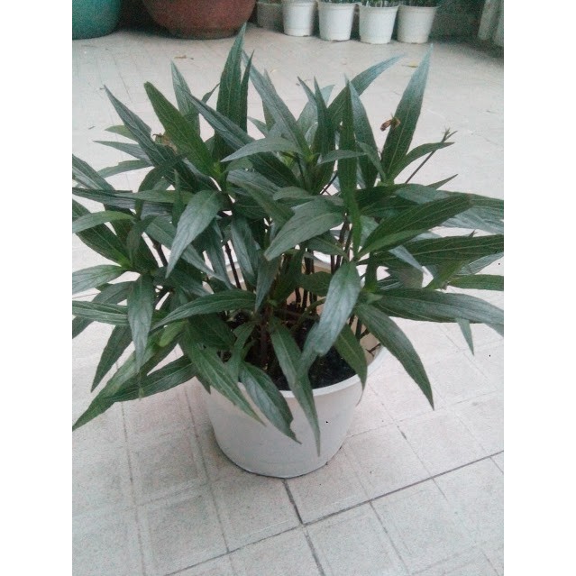 Thạch Thảo Mexico - Dạ yến thảo  Mexico - hoa chiều tím -bầu 15-18 cây (FreeShip)