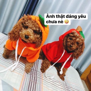 Áo thú cưng