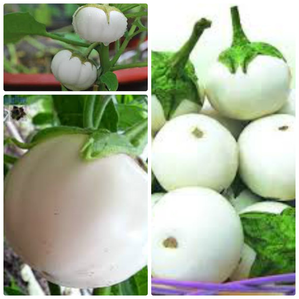 Hạt giống Cà đĩa  trắng F1 gói 1gram