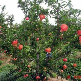 Cây lựu đỏ mỹ ..siêu trái