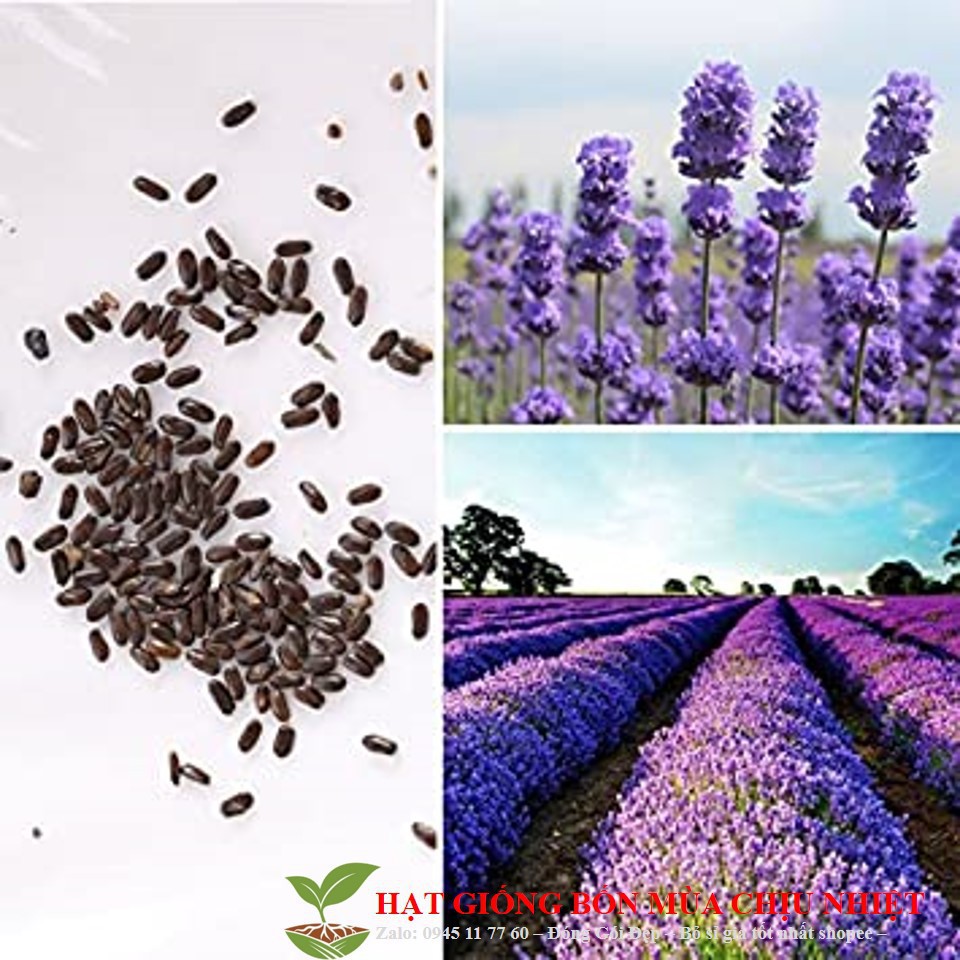 Hạt Giống Hoa Oải Hương 4 mùa/Lavender  ĐẾN MÙA TRỒNG TẾT luckyseed hạt siêu rẻ