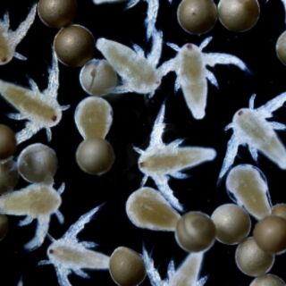 Artemia Lon Đỏ , thức ăn cho cá con mới nở