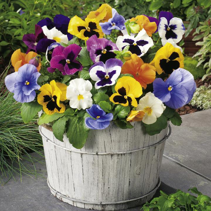 Hạt giống HOA BƯỚM PANSY mix nhiều màu gói 100 hạt