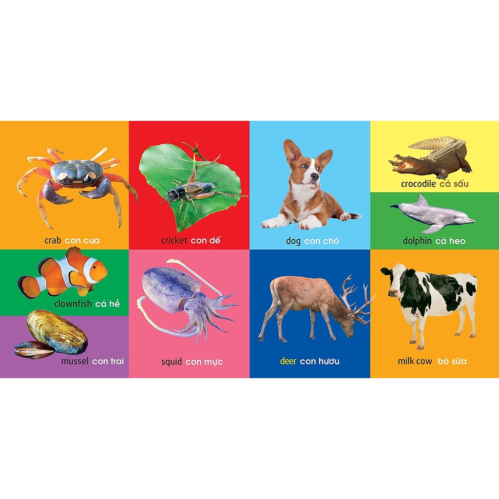 Sách : 101 Từ đầu tiên Động Vật