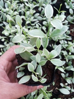 Hạt dưa Cẩm thạch nhỏ