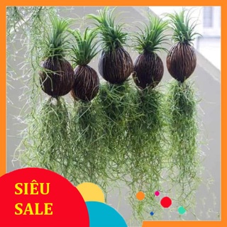 CÂY KHÔNG KHÍ hút sạch bụi bẩn, làm sạch không khí, đẹp mọi không gian