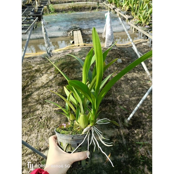 Lan Vũ Nữ vàng 3 váy đang vòi hoa