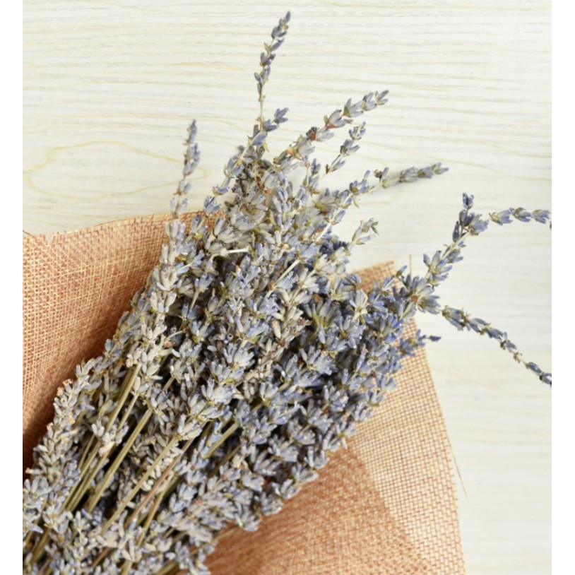 10 đầu bông hoa lavender - hoa oải hương khô( đọc kỹ thông tin sản phẩm )