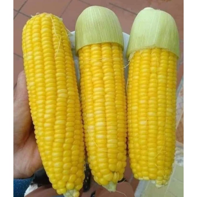 Hạt giống ngô bắp Mỹ siêu ngọt Thái Lan năng suất cao gói 20gr