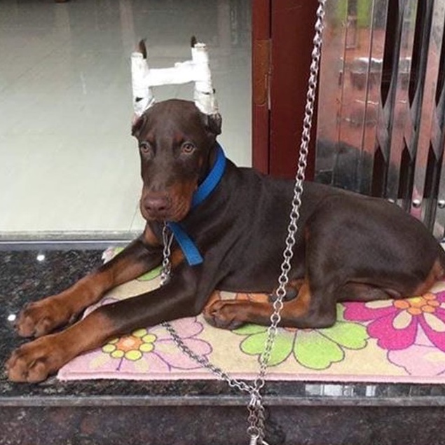 Băng dính thể thao Thái Lan  loại 1