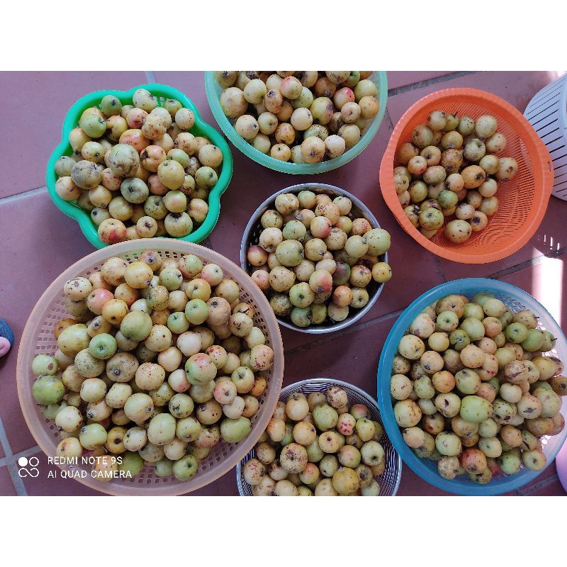 Giấm Táo Mèo, Dứa, Chuối, Xoài hữu Cơ, Lên Men Tự Nhiên ̣̣Thanh Thanh, chai 500ml,  Giàu Vitamin, Đẹp Da, Chua Dịu