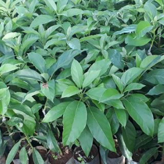 Giống bơ 034