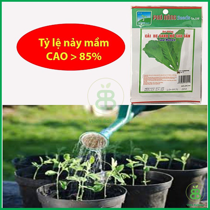 Hạt Giống Cải Bẹ Xanh 20Gr - Hạt Giống Cải Bẹ Xanh Mỡ Dễ Trồng, Năng Suất Cao