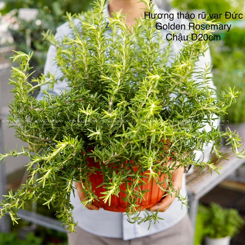 Hương Thảo Rũ Var Đức - Golden Rosemary - Hương Thảo Rũ Lá Vàng Rất Đẹp Thơm Và Dễ Ra Hoa, Cây Khoẻ Dễ Chăm Jun Garden