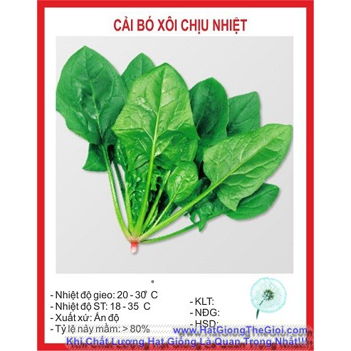 10Gr Hạt Giống Bó Xôi Chịu Nhiệt (B2.304| Y32*W51)