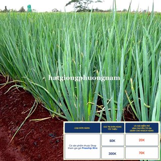 1GR - HẠT GIỐNG HÀNH LÁ