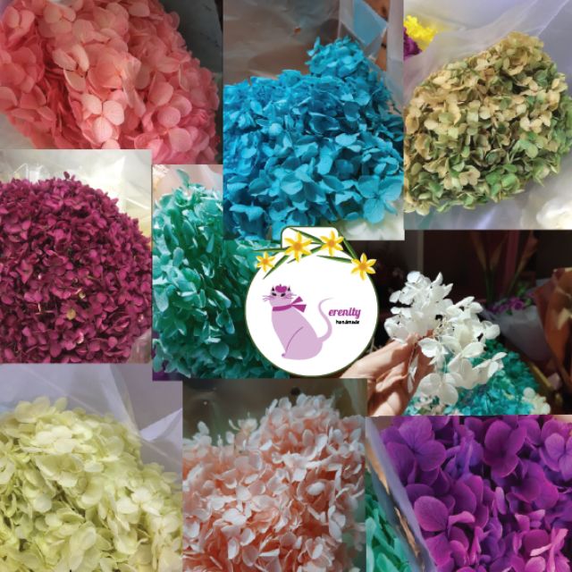 Hoa Cẩm Tú Cầu Khô dùng trang trí resin, handmade, móng tay (đọc mô tả)
