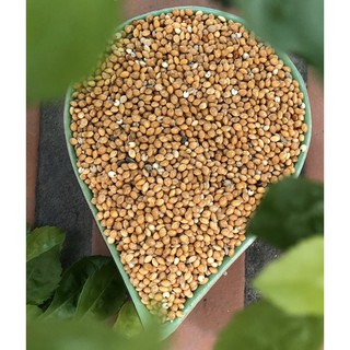 Hạt kê vàng dành cho các loại vẹt Love bird, yến phụng, parolet, cockatiel, các loại chim ăn hạt.... - Gói 1kg