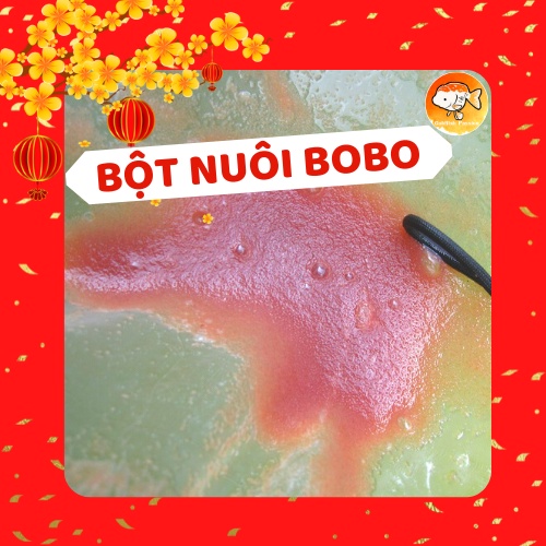 Bột Nuôi Bo Bo - Trứng Nước (Moina) Tại Nhà