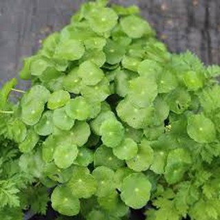 BẦU CÂY GIỐNG RAU MÁ LÁ SEN (RAU MÁ DÙ)