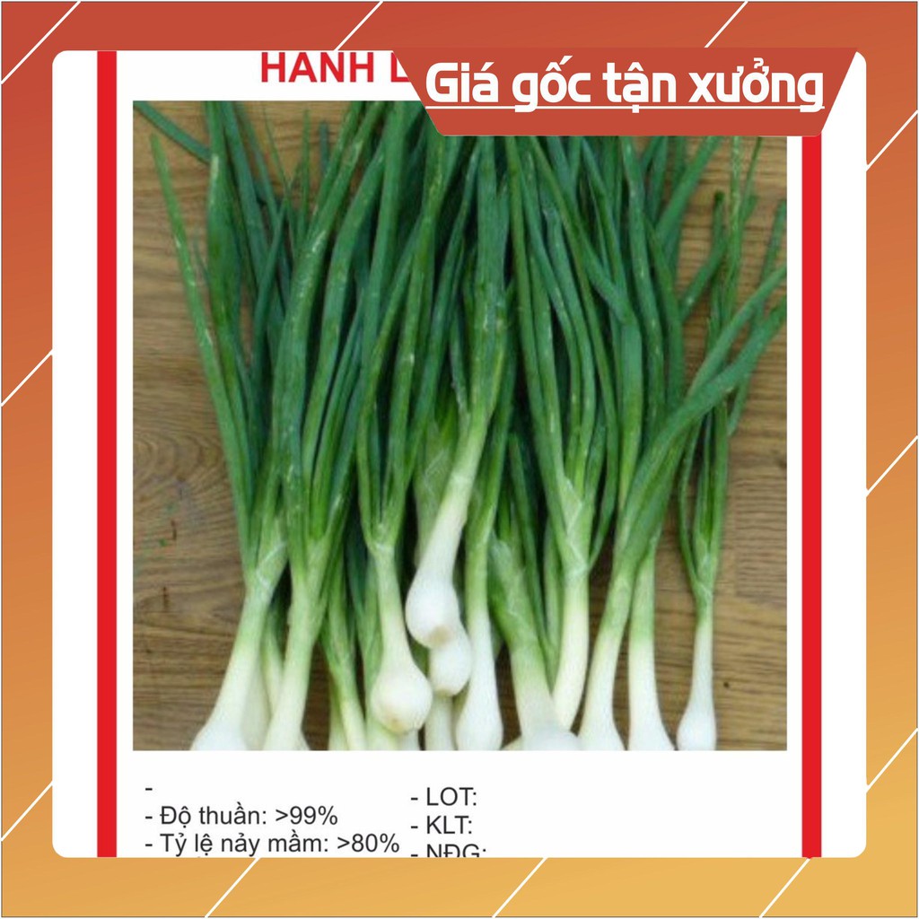 Hạt giống Hành Hoa 5Gram Hạt giống