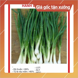 Hạt giống Hành Hoa 5Gram Hạt giống