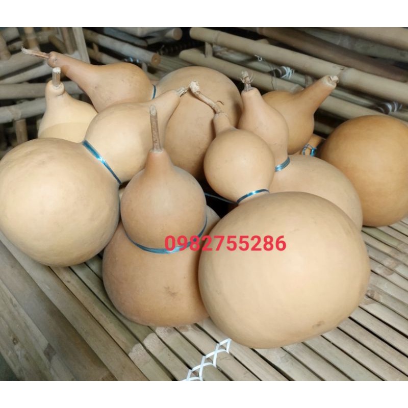 Bầu hồ lô